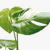 Monstera 'Thai Constellation'