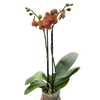 Orchid 'Orange Phalaenopsis' | Vibrant Moth Orchid | House Plant Shop