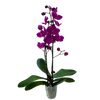Orchid 'Purple Phalaenopsis'