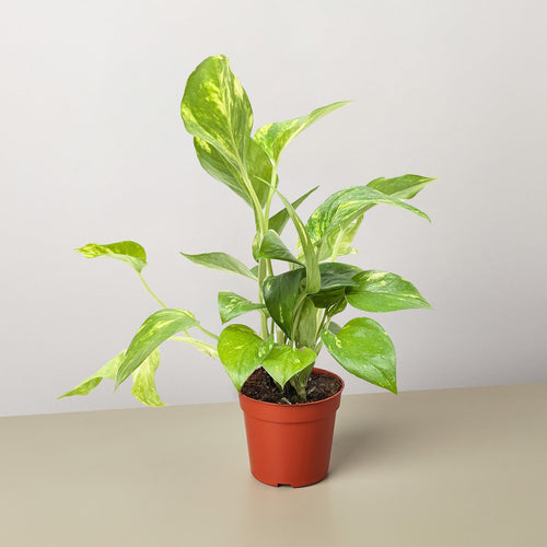 Pothos 'Golden'