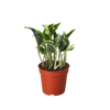 Pothos 'Shangri La'