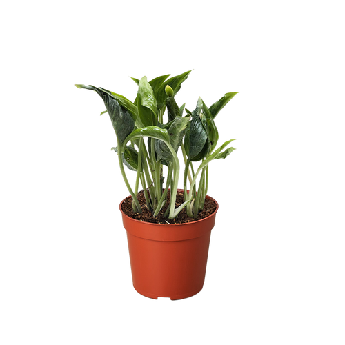 Pothos 'Shangri La'
