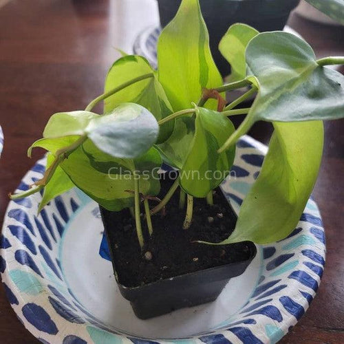Philodendron 'Brasil'