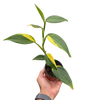 Scindapsus 'Coriaceus'