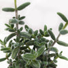 Delosperma echinatum 'Pickle Plant'