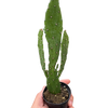Drooping Prickly Pear Cactus