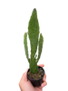 Drooping Prickly Pear Cactus