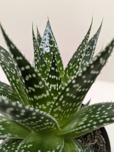 Succulent Gasteria Durban