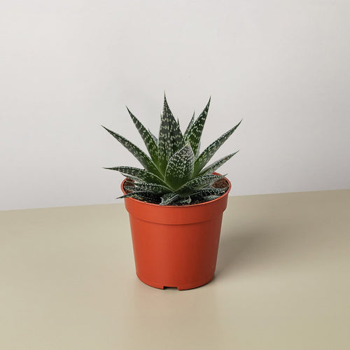 Succulent Gasteria Durban