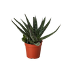 Succulent Haworthia Limifolia