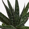 Succulent Haworthia Limifolia