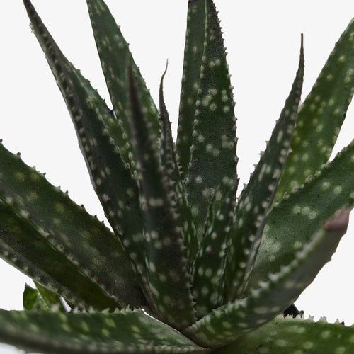 Succulent Haworthia Limifolia