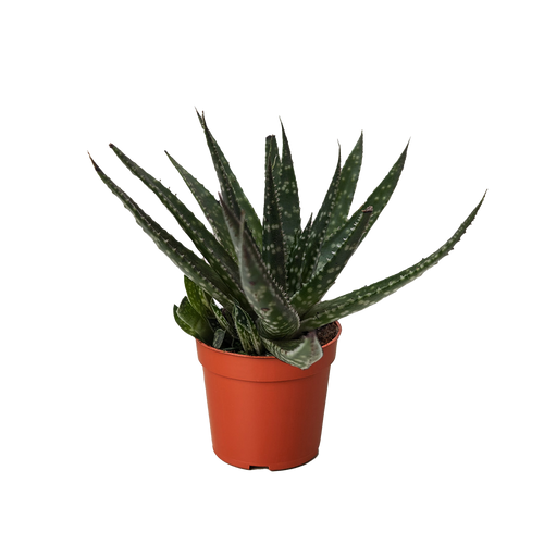 Succulent Haworthia Limifolia