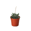 Succulent Haworthia Miami