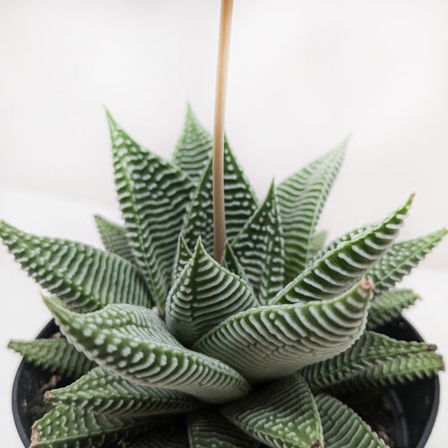 Succulent Haworthia Miami