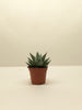 Succulent Haworthia Savanna