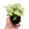 Syngonium 'Moonshine'