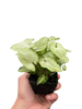 Syngonium 'Moonshine'