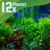 Done For You Plant Package, 12 Full Size (No Co2 Required)