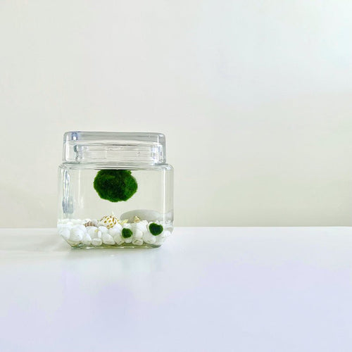 Marimo Moss Ball Aquarium Glass Terrarium Designer 4.5 Home Decor and Office Decor