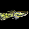 Green Cobra Endler 6 Fry Pack