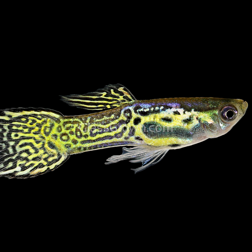 Green Cobra Endler 6 Fry Pack