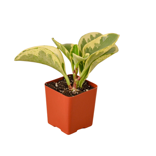 3 Tropical Plant Variety Bundle