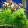 Bunch Hornwort