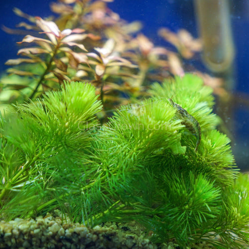 Bunch Hornwort