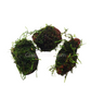Java on a Lava! Java Moss on a Lava Rock