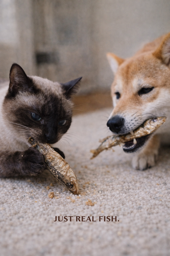 Sardines for Dogs & Cats | Omega-Rich Treat | Whisker & Tail Co.