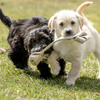 Eco-Friendly Dog Tug Toy - The Eco-Tugger