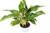Chinese Evergreen 'Sparkling Sarah' - 6 Pot