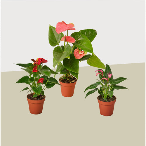 3 Anthurium Variety Pack- All Different Colors - 4 Pots