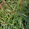 Bunch Pogostemon Stellatus 'Octopus'