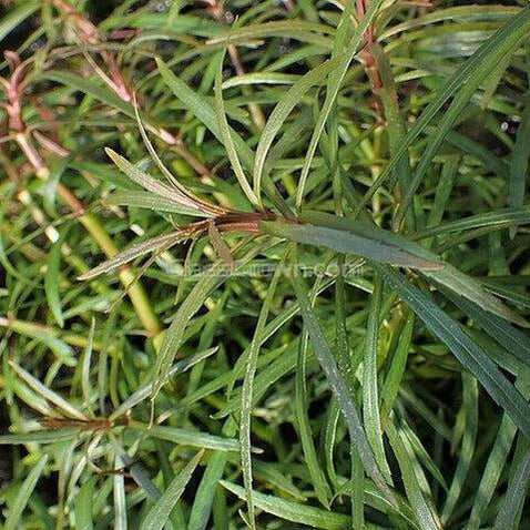 Potted Pogostemon Stellatus 'Octopus'