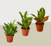 3 Croton Variety Pack / 4 Pot / Live Plant / House Plant