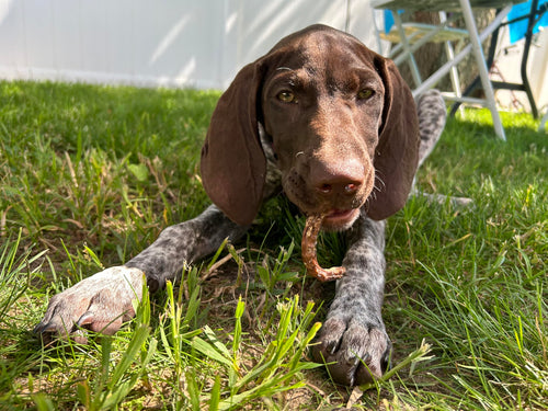 Organically Fed Quail Crunch Sticks and Legs - Healthy and Delicious Treat for Pets