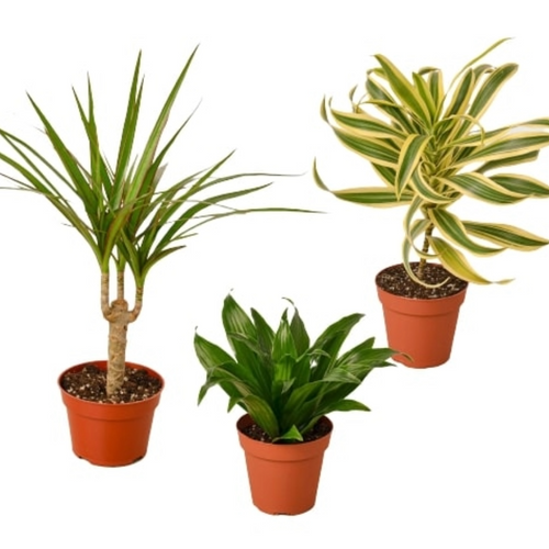 3 Different Dracaenas Variety Pack - 4 Pot