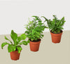 3 Fern Variety Pack - Live Plants - 4 Pot - House Plant
