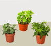 3 Different English Ivy Plants - 4 Pot - Live House Plant