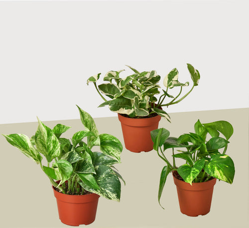 3 Pothos Variety Pack / 4 Pot / Live Plant / Home and Garden Plants