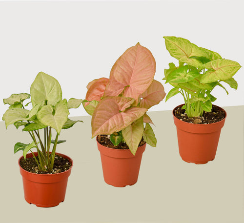 3 Different Syngonium Plants - Arrowhead Plants / 4 Pot / Live Plant