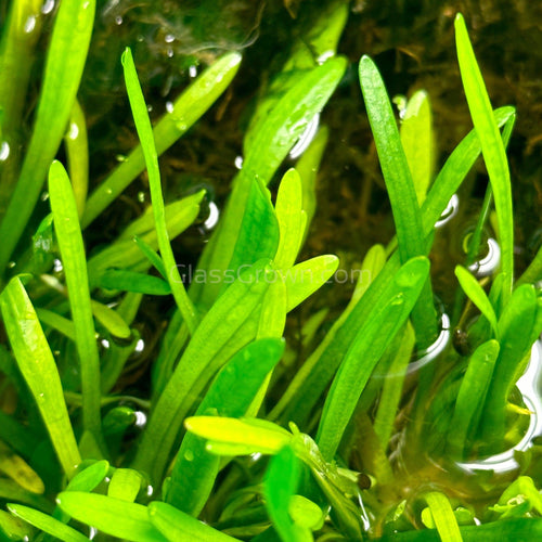 Dwarf Sagittaria Subulata 3x Plants
