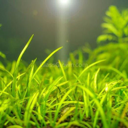 Dwarf Sagittaria Subulata 3x Plants