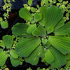 Dwarf Water Lettuce 4 oz portion