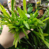 Narrowleaf Sagittaria Subulata 3x Plants