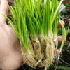 Narrowleaf Sagittaria Subulata 3x Plants