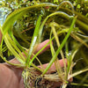 Red Jungle Vallisneria 3 Nodes