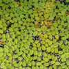 Salvinia Minima 4oz Portion
